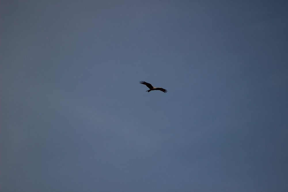 Red Kite