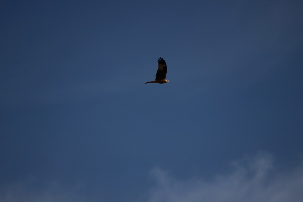 Red Kite