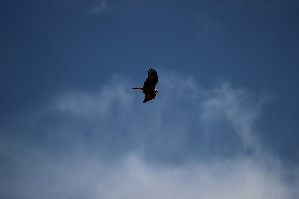 Red Kite