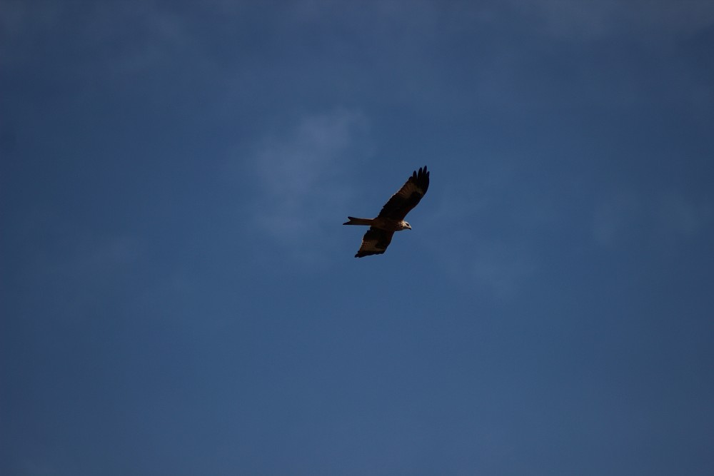 Red Kite