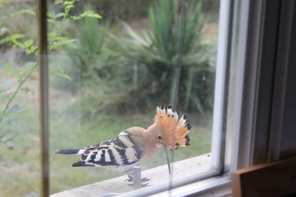 Eurasian Hoopoe