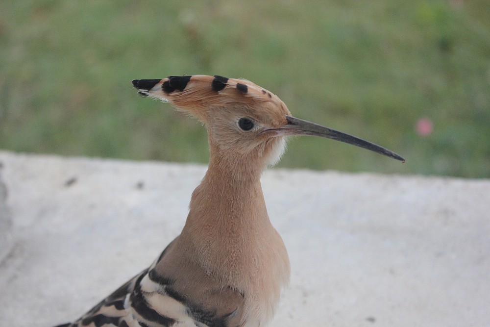 Eurasian Hoopoe