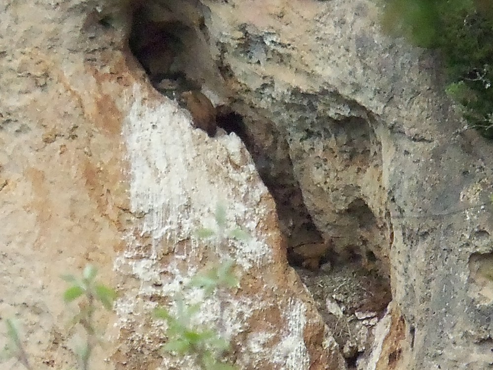 Cinereous Vulture