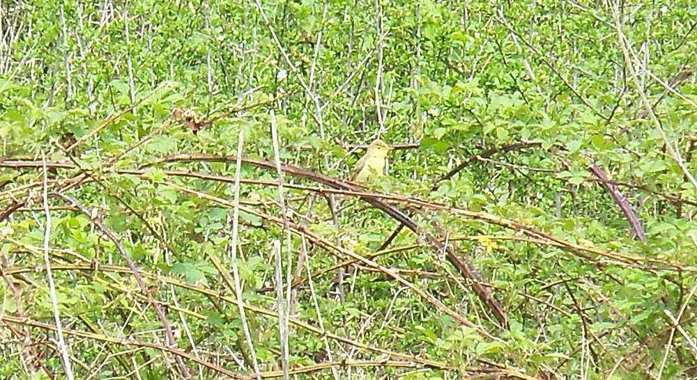 Melodious Warbler