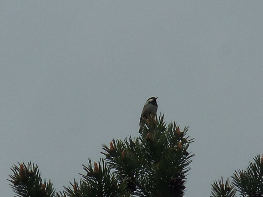 Coal Tit