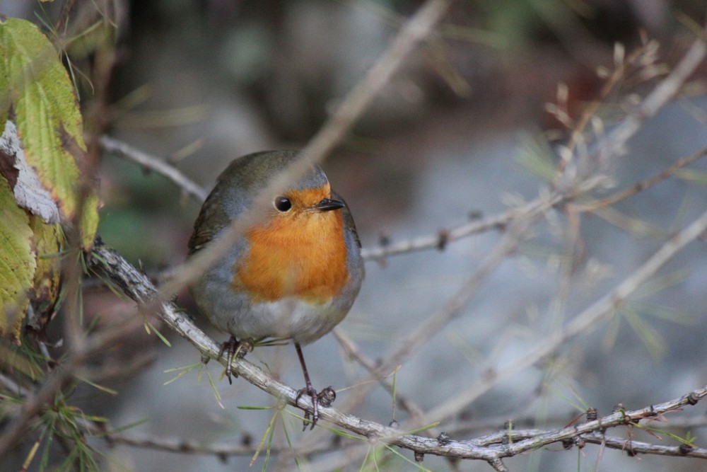 European Robin