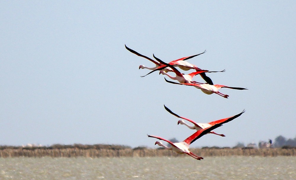 Greater Flamingo