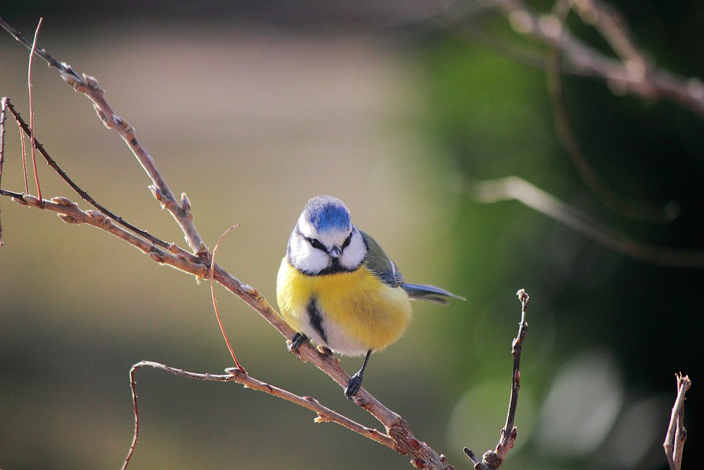 Mésange bleue