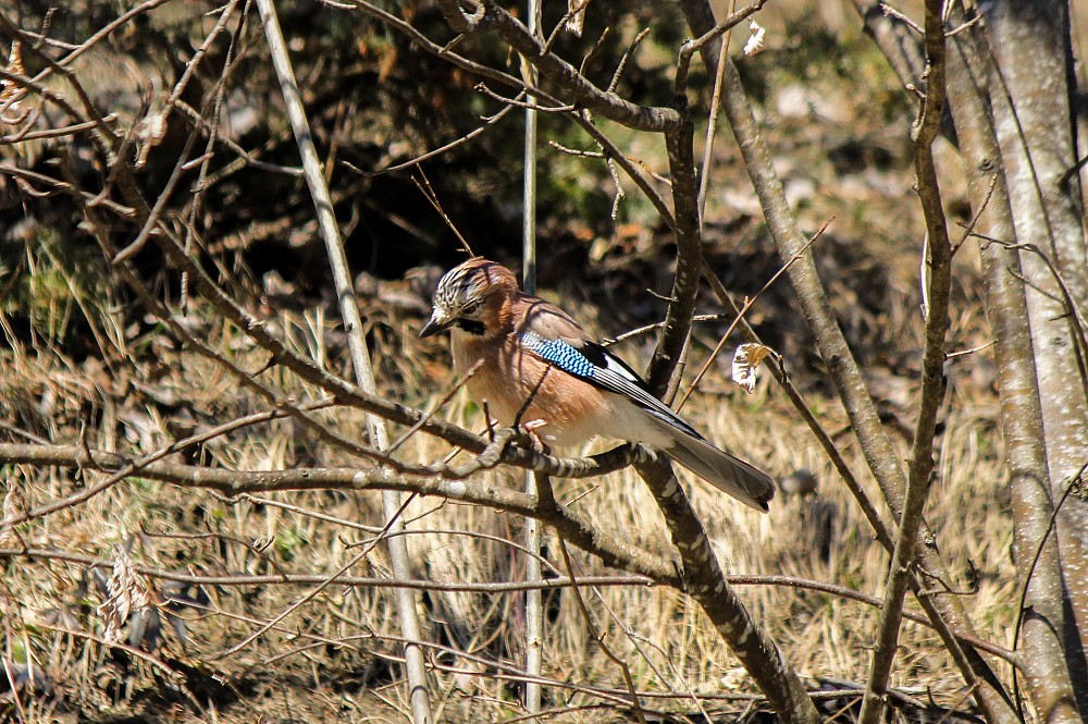 Eurasian Jay