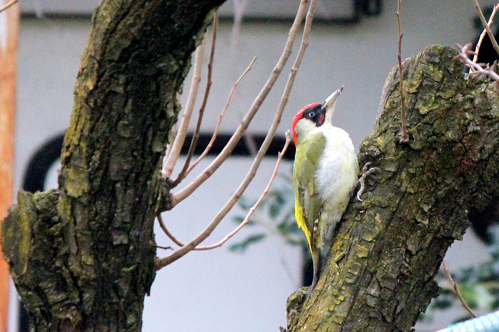 Green Woodpecker