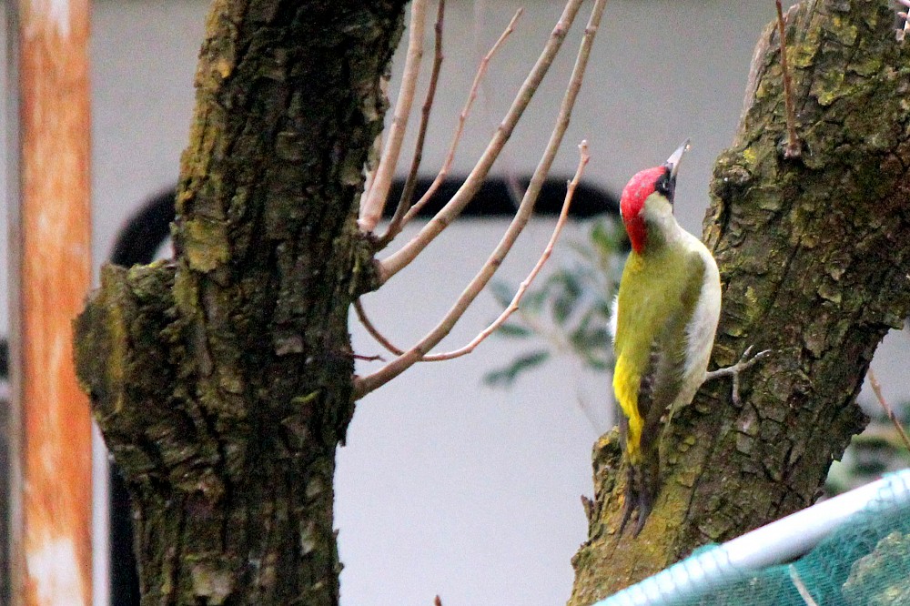 Green Woodpecker