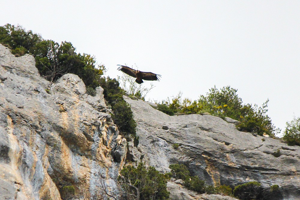 Eurasian Griffon