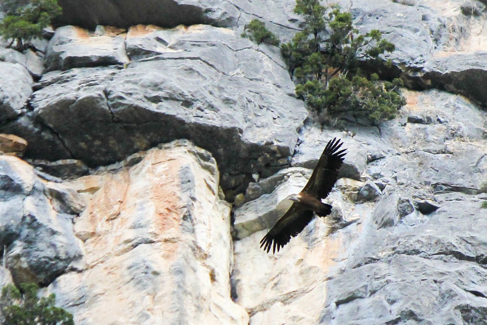 Eurasian Griffon