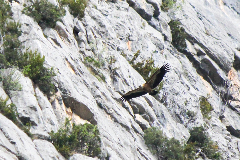 Eurasian Griffon