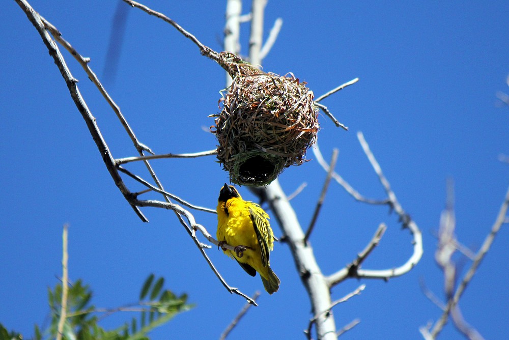 Village Weaver