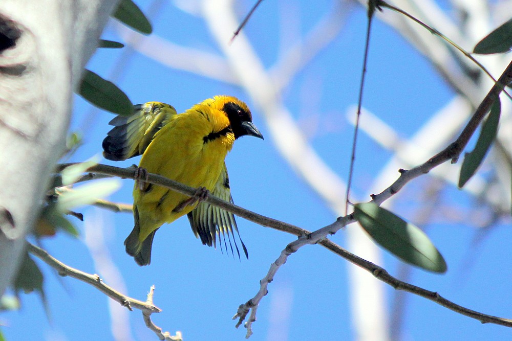 Village Weaver