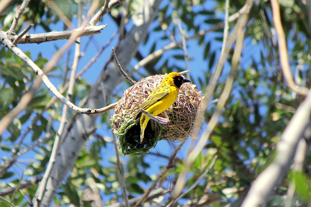 Village Weaver