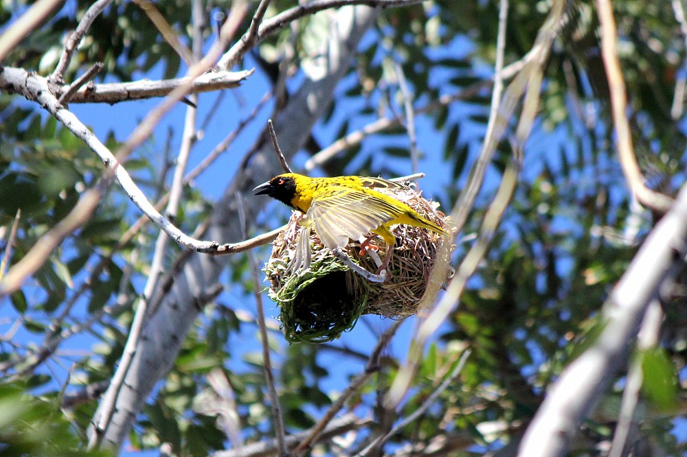 Village Weaver