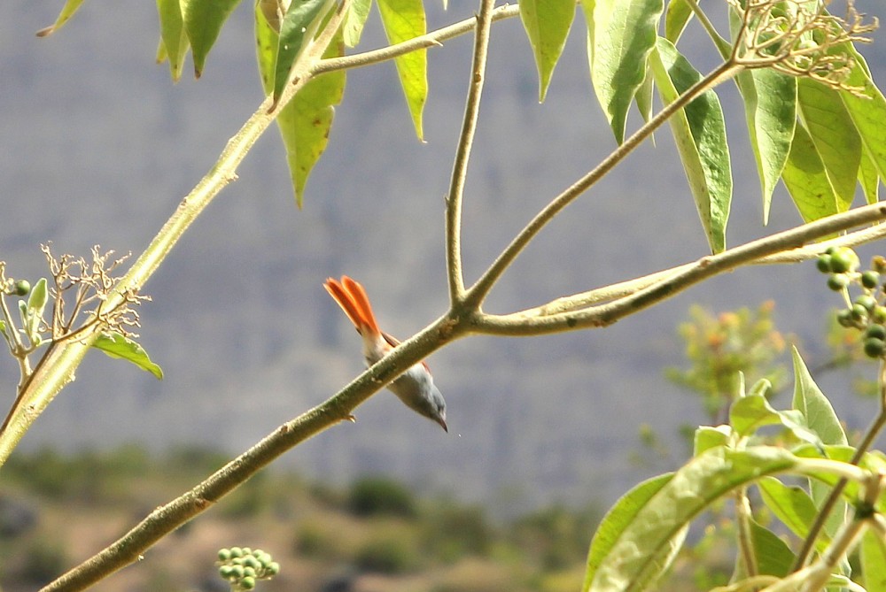 Cirque de Mafate, La Réunion (Reunion)