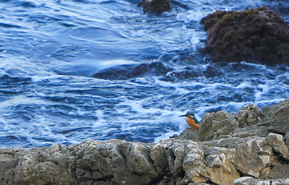 Common Kingfisher