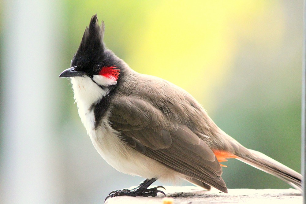 Bulbul orphée