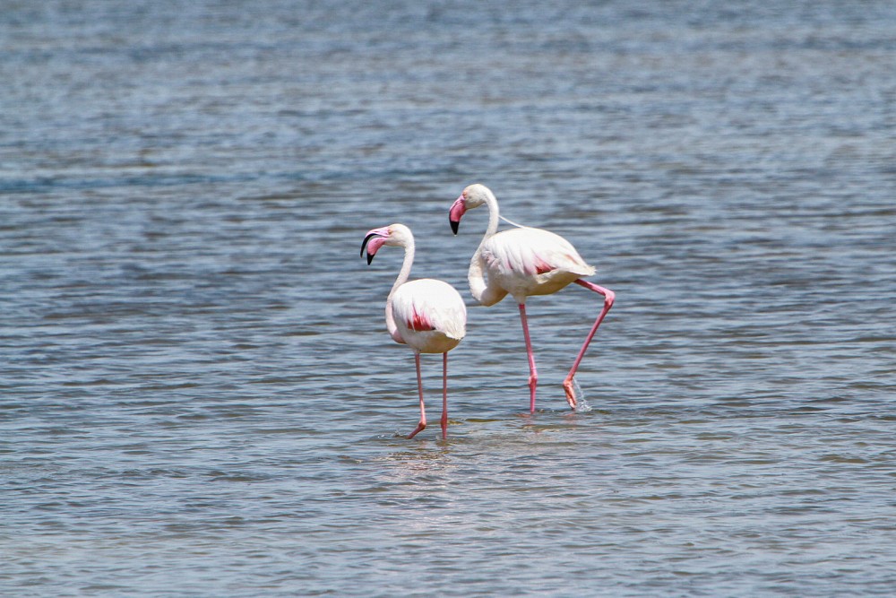 Flamant rose