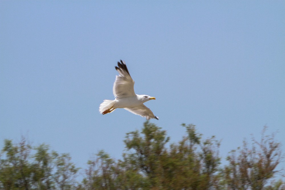 Gaivota-de-patas-amarelas