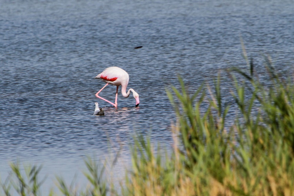 Rosenflamingo