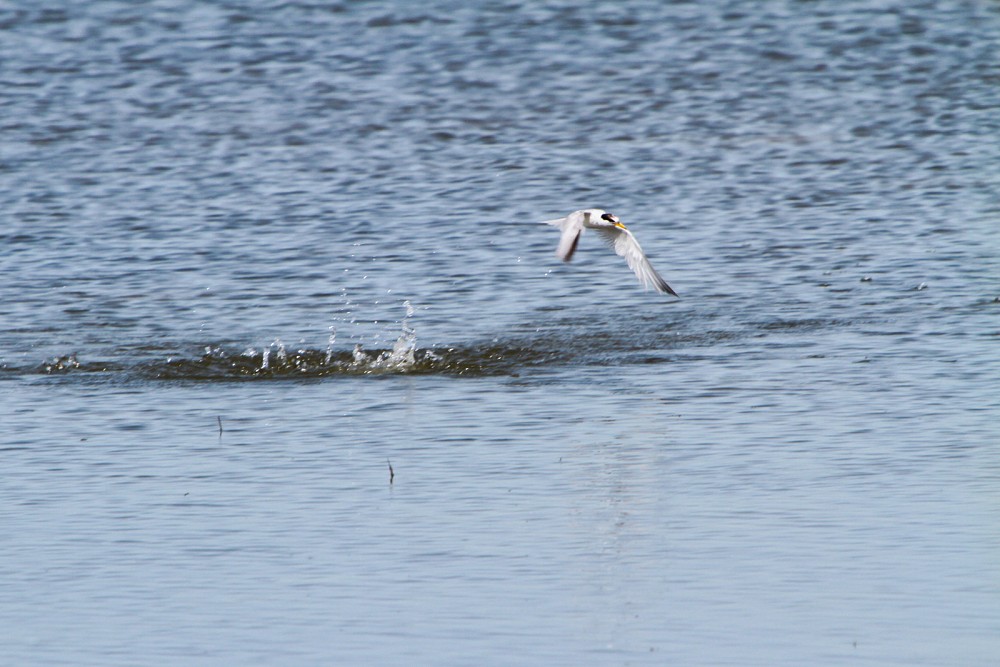 Little Tern