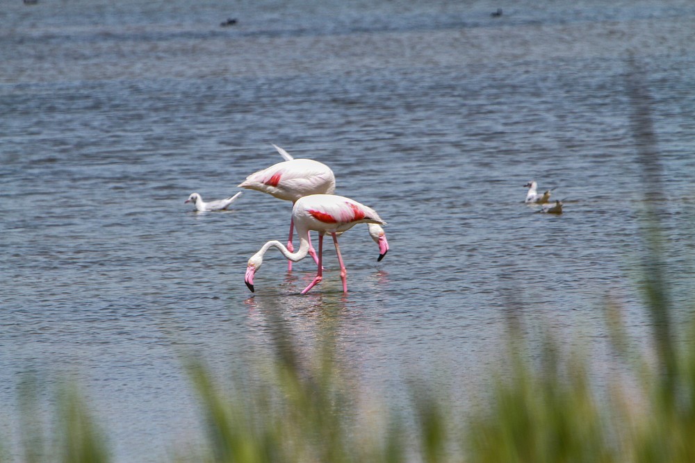 Flamant rose