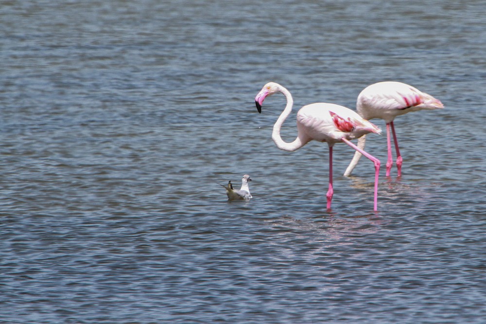 Rosenflamingo