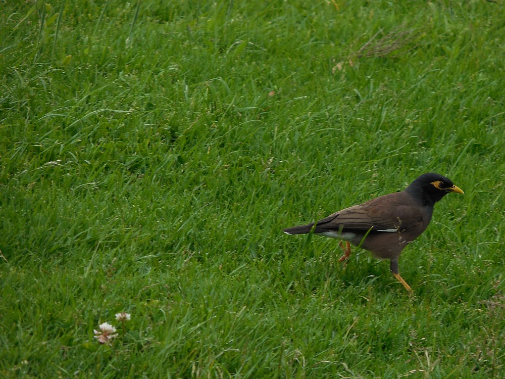 Common Myna