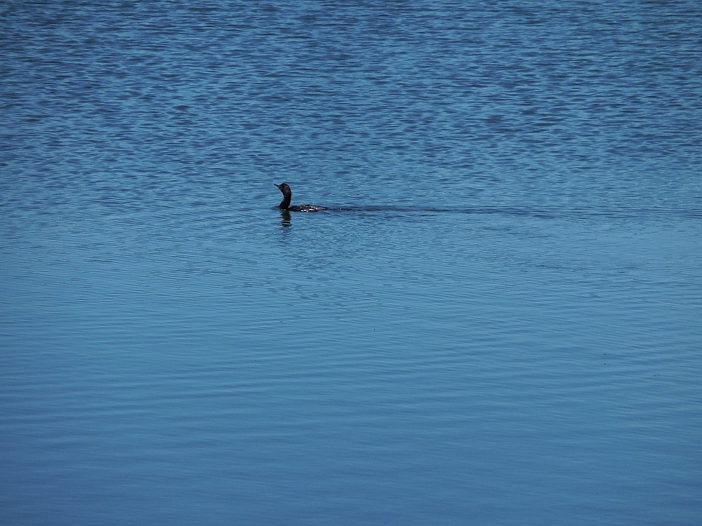 Lake near Rotorua (新西兰)