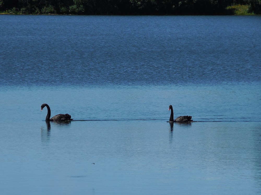 Cisne negro