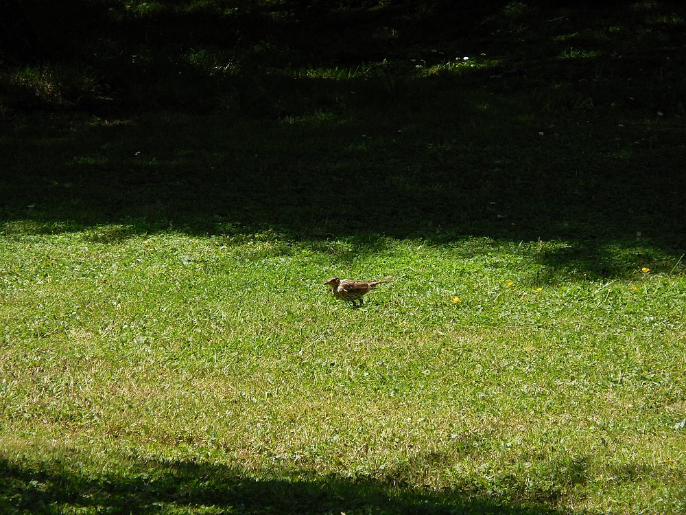 Mistle Thrush