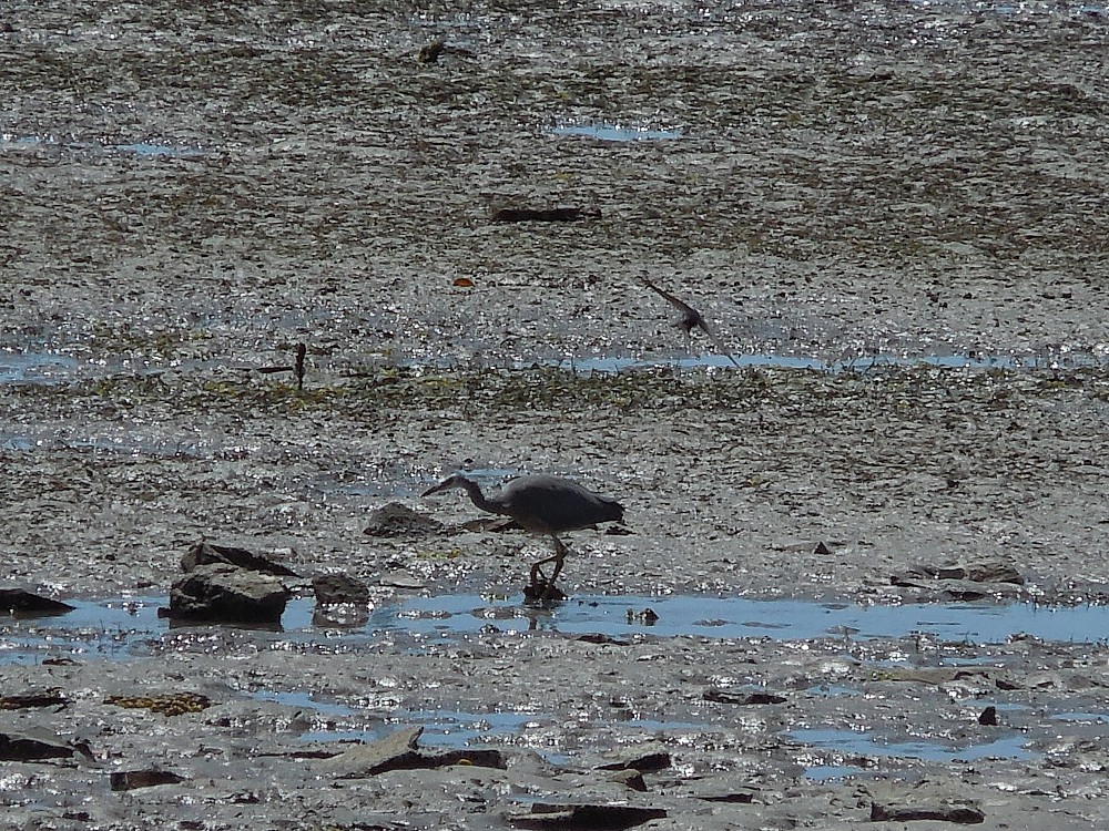 Aigrette à face blanche