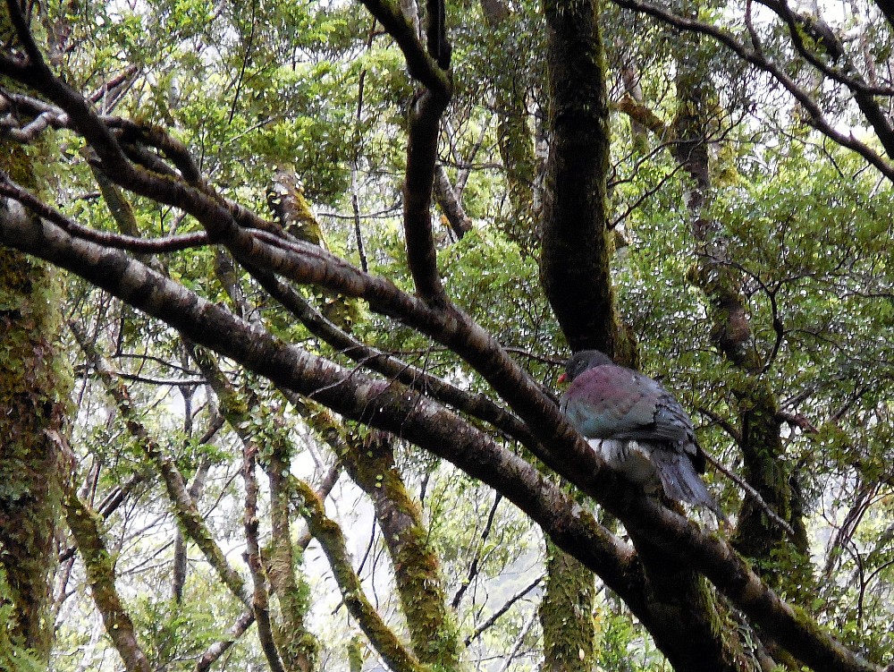 New Zealand Pigeon