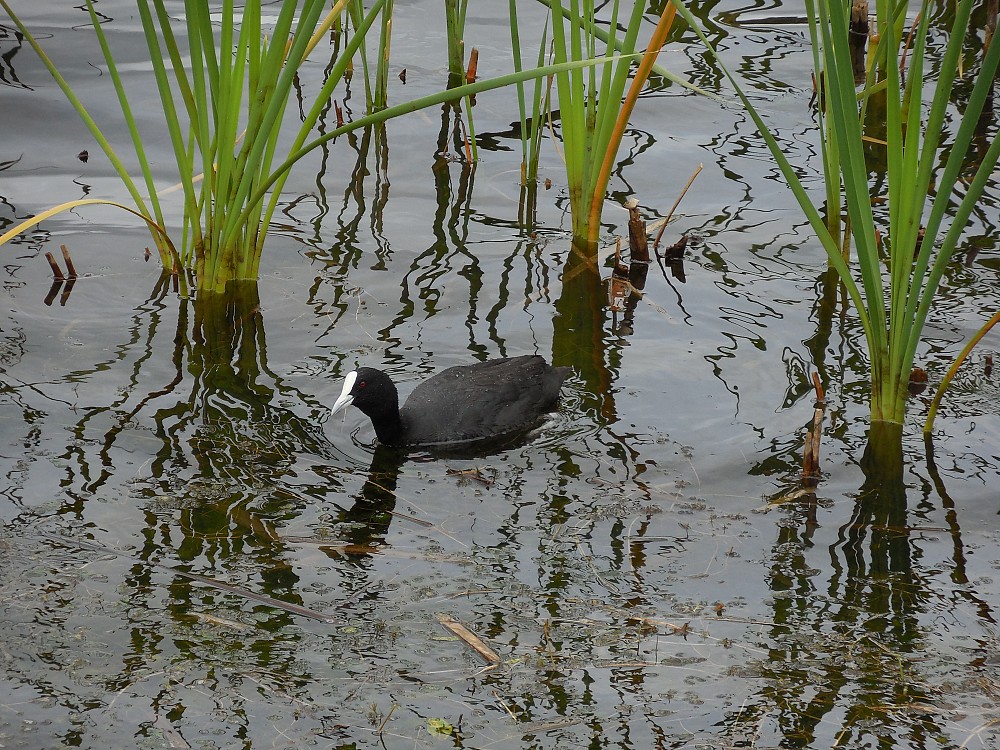 Eurasian Coot