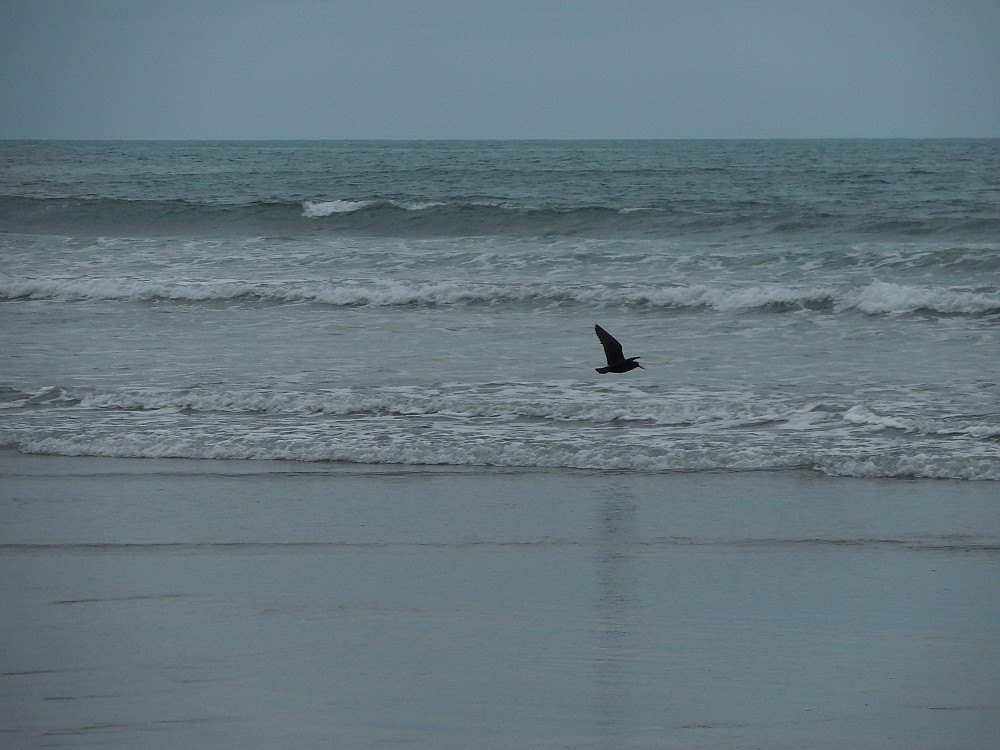 Variable Oystercatcher