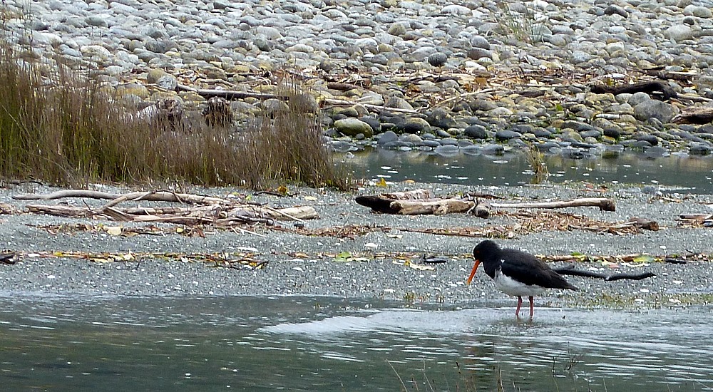 South Island Oystercatcher