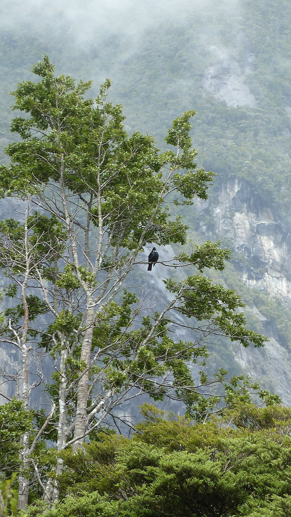 Mielero Tui