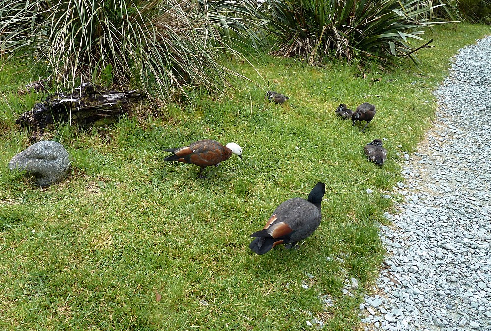 Paradise Shelduck