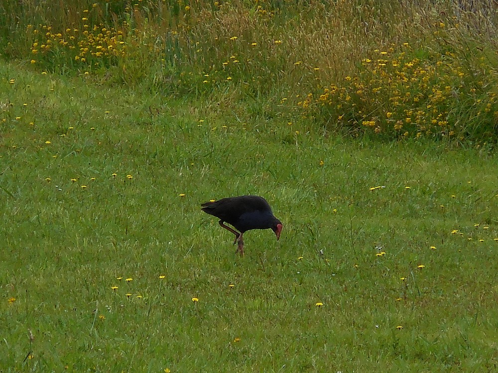 *Takahe