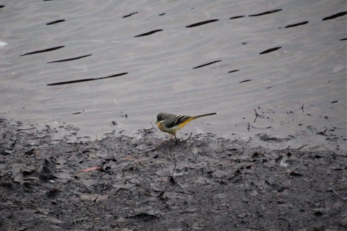 Gray Wagtail