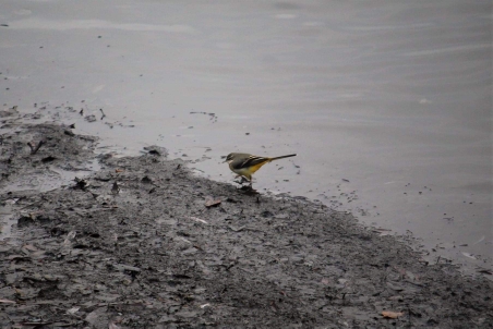 Gray Wagtail