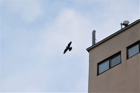 Peregrine Falcon