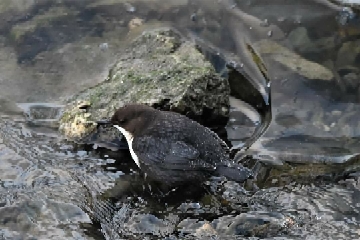 White-throated Dipper