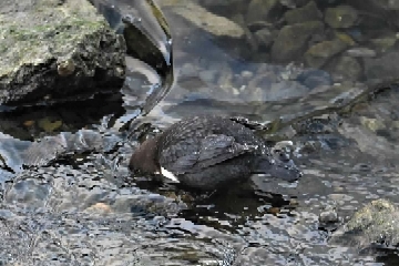 White-throated Dipper