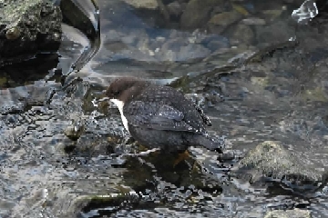 White-throated Dipper