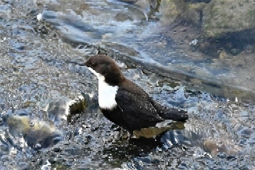 White-throated Dipper